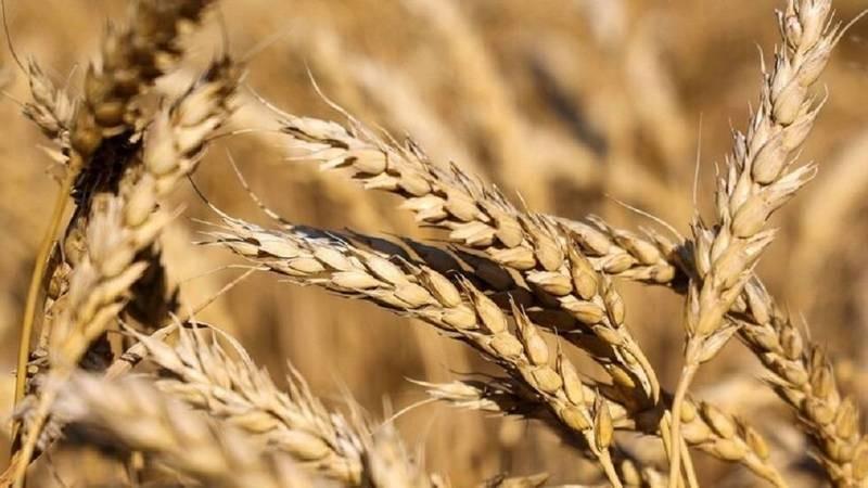 استقرار أسعار القمح فى الأسوق المصرية