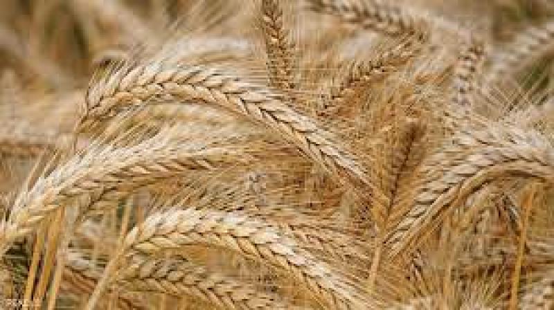 وزير قطاع الأعمال: نستهدف التوسع في زراعة القمح وبنجر السكر