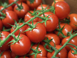 الإحصاء: 3.418 مليون فدان حجم المزروع من الطماطم خلال عام 2021 /2022