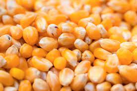 تحسن إنتاج محصولي الذرة وفول الصويا في الأرجنتين