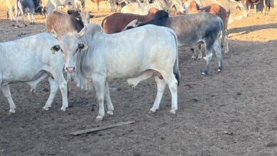 وصول أول شحنة ماشية من الصومال ضمن برنامج تحقيق الأمن الغذائي المصري