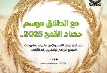 مجلس الوزراء يستعرض جهود الدولة لتعزيز الإنتاج المحلي من القمح وتأمين مخزونه