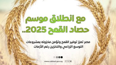 مجلس الوزراء يستعرض جهود الدولة لتعزيز الإنتاج المحلي من القمح وتأمين مخزونه