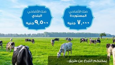 بنك قناة السويس يتيح شراء “صك الأضحية” من وزارة الأوقاف عبر محفظة ‏SCB E-Wallet أو الـ Online Banking