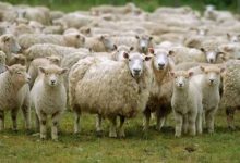 افتتاح 21 شادرًا رئيسيًا لبيع الخراف الحية في العديد من المحافظات