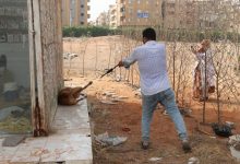 انطلاق حملة لتطعيم الكلاب ضد السعار بمدينة 6 أكتوبر