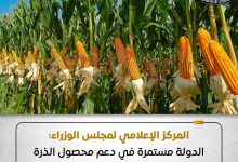 عزوف المزارعين.. الحكومة تكشف حقيقة وقف الدعم لمحصول الذرة الشامية