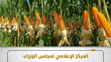 عزوف المزارعين.. الحكومة تكشف حقيقة وقف الدعم لمحصول الذرة الشامية