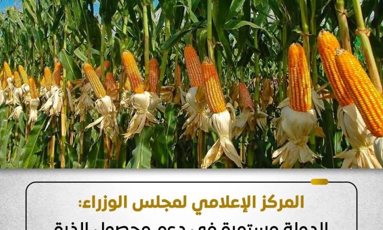 عزوف المزارعين.. الحكومة تكشف حقيقة وقف الدعم لمحصول الذرة الشامية عزوف المزارعين.. الحكومة تكشف حقيقة وقف الدعم لمحصول الذرة الشامية