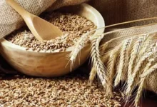 أسعار الأعلاف اليوم الأربعاء 6 أغسطس 2025