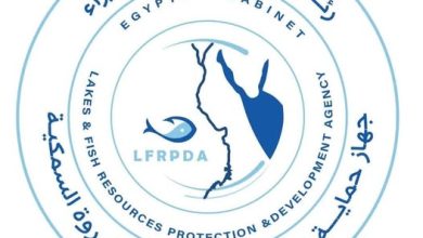 جهاز تنمية البحيرات: إطلاق الدفعة الرابعة من يرقات الجمبري في بحيرة قارون