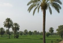 بنك saib يقدم خدمات مجانية متنوعة احتفالًا بعيد الفلاح