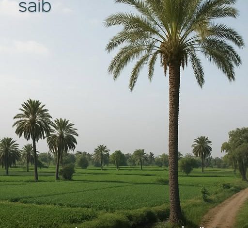 بنك saib يقدم خدمات مجانية متنوعة احتفالًا بعيد الفلاح