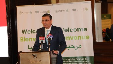 الأعلى عالميًا.. ارتفاع إنتاجية مصر من الأرز إلى 5 أطنان للفدان