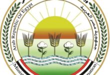 تحصين 800 ألف رأس ماشية منذ إطلاق الحملة القومية ضد مرضي الحمى القلاعية