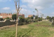 انطلاق المرحلة الرابعة من المبادرة الرئاسية “100 مليون شجرة” بمحافظة الشرقية