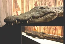 اكتشاف نوع جديد من التماسيح القديمة في الصحراء الغربية المصرية