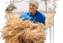 تفاصيل ومزايا برنامج تمويل “المحاصيل الزراعية” من البنك الزراعي المصري