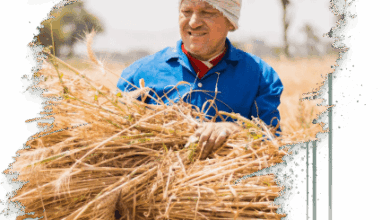 تفاصيل ومزايا برنامج تمويل “المحاصيل الزراعية” من البنك الزراعي المصري