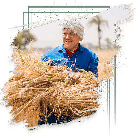 تفاصيل ومزايا برنامج تمويل “المحاصيل الزراعية” من البنك الزراعي المصري