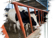 تفاصيل ومزايا برنامج تمويل “مشروعات الثروة الحيوانية” من البنك الزراعي المصري