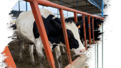 تفاصيل ومزايا برنامج تمويل “مشروعات الثروة الحيوانية” من البنك الزراعي المصري تفاصيل ومزايا برنامج تمويل “مشروعات الثروة الحيوانية” من البنك الزراعي المصري