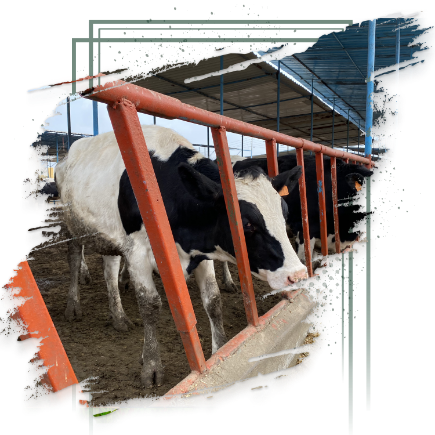 تفاصيل ومزايا برنامج تمويل “مشروعات الثروة الحيوانية” من البنك الزراعي المصري تفاصيل ومزايا برنامج تمويل “مشروعات الثروة الحيوانية” من البنك الزراعي المصري