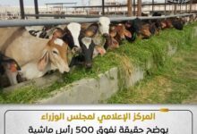 مجلس الوزراء يوضح حقيقة نفوق 500 رأس ماشية بمحافظة المنوفية
