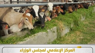 مجلس الوزراء يوضح حقيقة نفوق 500 رأس ماشية بمحافظة المنوفية مجلس الوزراء يوضح حقيقة نفوق 500 رأس ماشية بمحافظة المنوفية