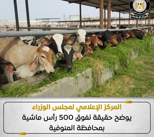 مجلس الوزراء يوضح حقيقة نفوق 500 رأس ماشية بمحافظة المنوفية مجلس الوزراء يوضح حقيقة نفوق 500 رأس ماشية بمحافظة المنوفية