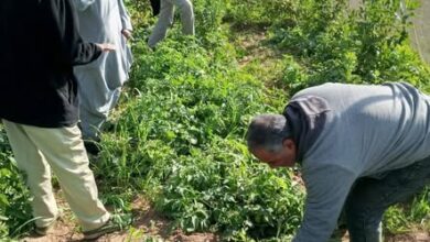 “الزراعة” تتابع موقف النمل الأبيض والزراعات الشتوية في محافظات الصعيد