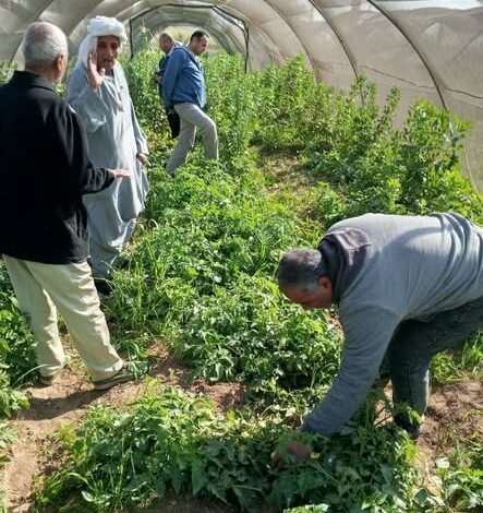 “الزراعة” تتابع موقف النمل الأبيض والزراعات الشتوية في محافظات الصعيد