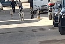 جهاز 6 أكتوبر يواصل حملات تطعيم الكلاب ضد السعار