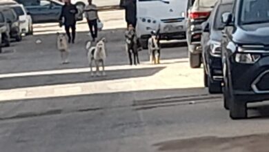 جهاز 6 أكتوبر يواصل حملات تطعيم الكلاب ضد السعار