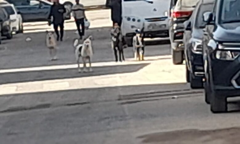 جهاز 6 أكتوبر يواصل حملات تطعيم الكلاب ضد السعار