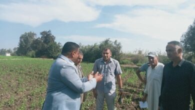 “الزراعة” تنفذ أكثر من 1800 نشاط إرشادي لخدمة 47 ألف مزارع ومربي خلال نوفمبر