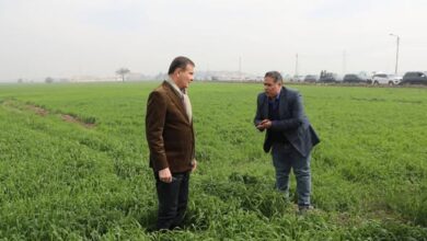 خلال زيارته للفيوم.. وزير الزراعة يحذر المتلاعبين بالأسمدة ويؤكد سنضرب بيد من حديد ولم نتهاون خلال زيارته للفيوم.. وزير الزراعة يحذر المتلاعبين بالأسمدة ويؤكد سنضرب بيد من حديد ولم نتهاون