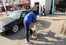 الزراعة: تحصين 293 كلباً في يوم واحد ونقل 25 آخرين إلى الشلاتر بمنطقة عين شمس