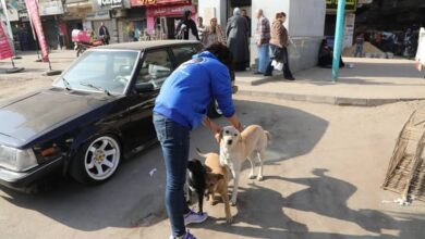 الزراعة: تحصين 293 كلباً في يوم واحد ونقل 25 آخرين إلى الشلاتر بمنطقة عين شمس