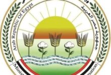 الزراعة: التلقيح الاصطناعي لـ 60 ألف رأس ماشية وفحص وعلاج 40 ألف حالة في شهر واحد