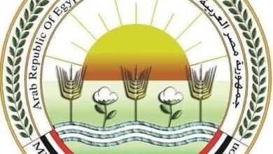 الزراعة: التلقيح الاصطناعي لـ 60 ألف رأس ماشية وفحص وعلاج 40 ألف حالة في شهر واحد