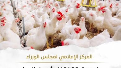 نقص المعروض في الأسواق.. مجلس الوزراء يوضح حقيقة ارتفاع أسعار الدواجن نقص المعروض في الأسواق.. مجلس الوزراء يوضح حقيقة ارتفاع أسعار الدواجن