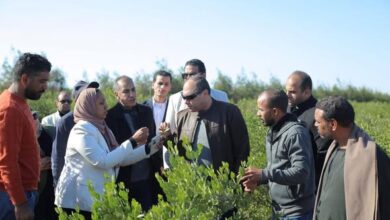 رئيس هيئة تنمية الصعيد يتابع حصاد “محصول الجوجوبا” بمحافظة البحر الأحمر