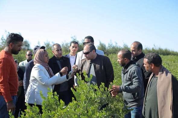 رئيس هيئة تنمية الصعيد يتابع حصاد “محصول الجوجوبا” بمحافظة البحر الأحمر