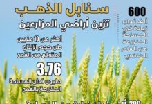 “الزراعة” تعلن تجاوز المستهدف في زراعة القمح بـ 3.76 مليون فدان