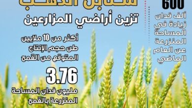 “الزراعة” تعلن تجاوز المستهدف في زراعة القمح بـ 3.76 مليون فدان “الزراعة” تعلن تجاوز المستهدف في زراعة القمح بـ 3.76 مليون فدان