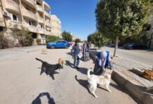 “الزراعة”: تحصين 8,254 كلب حر وتعقيم 1,122 أخرين منذ غطلاق الحملة القومية لمكافحة مرض السعار