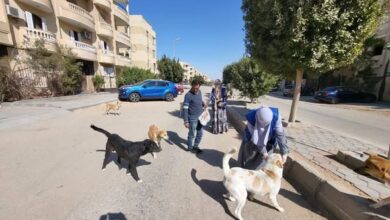 “الزراعة”: تحصين 8,254 كلب حر وتعقيم 1,122 أخرين منذ إطلاق الحملة القومية لمكافحة مرض السعار