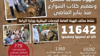 “الزراعة”: تحصين وتعقيم أكثر من 11 ألف كلب حر وتنفذ 779 ندوة إرشادية لرفع الوعي المجتمعي