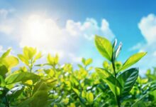 البنك المصري لتنمية الصادرات يحصل على تصنيف «جيد جدًا» في حوكمة الاستدامة والتمويل المسؤول 